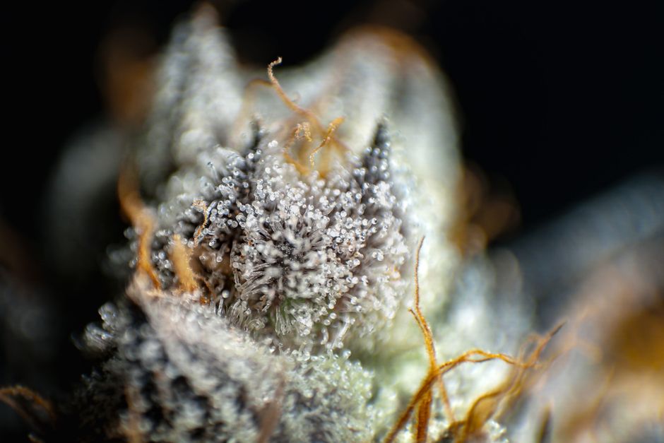 Macro view of frosty cannabis flower