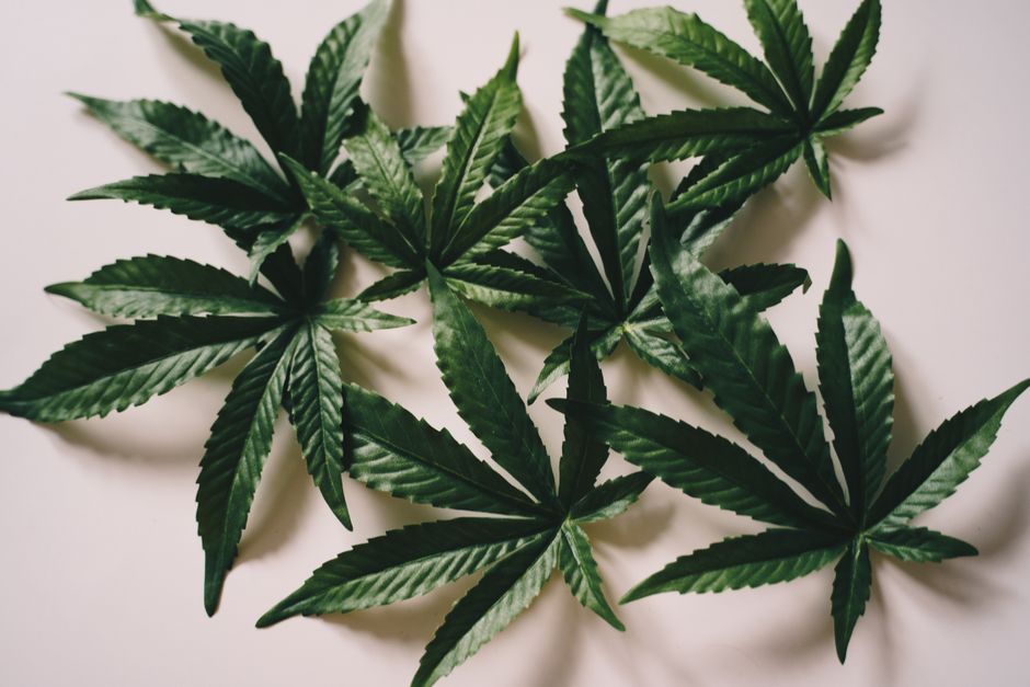 Comparison of broad-leaf and narrow-leaf cannabis plants