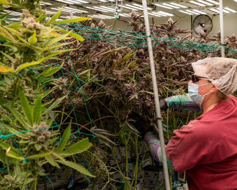 A grower's hand weaving a cannabis branch under a trellis net square