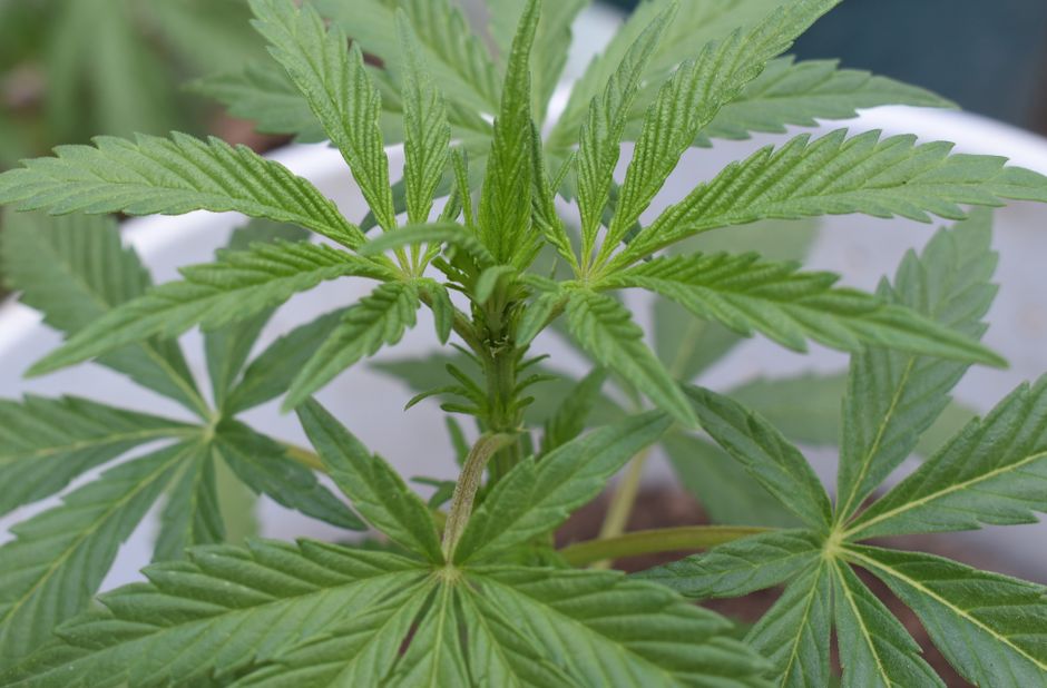 An even cannabis canopy filling a horizontal trellis net inside a grow tent