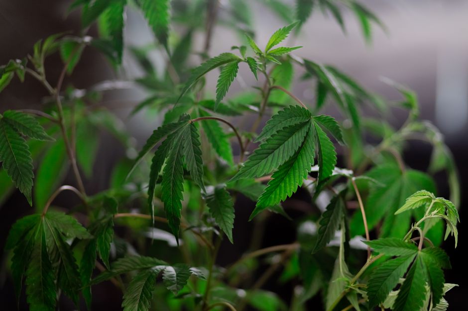 A grower inspecting a tray of varied cannabis seedlings