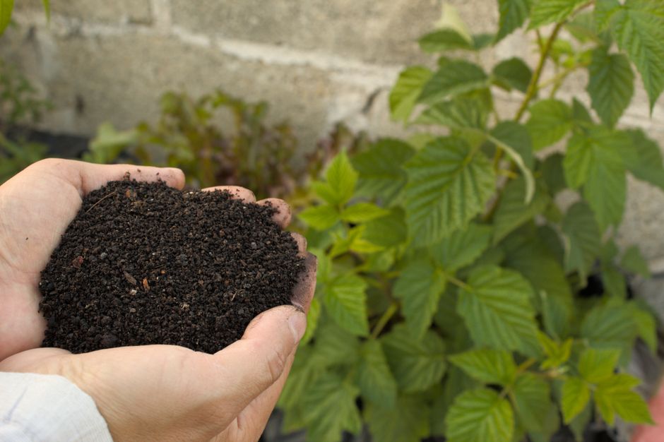 A handful of dark living soil rich with organic matter and worm castings