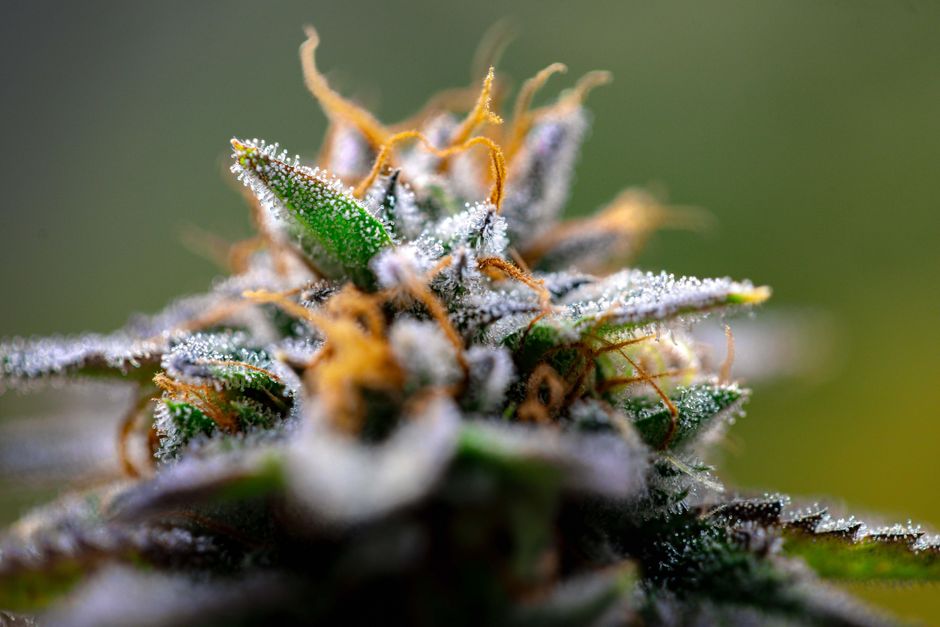 Frosty cannabis bud coated in trichomes